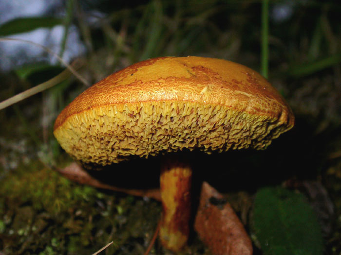 Boletus_7-2903_6028