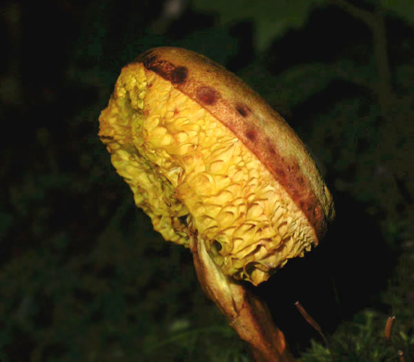 Boletus_7-2903_6082