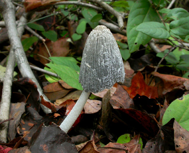 Coprinus_11-103_6565