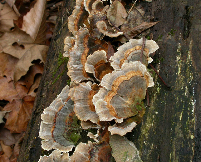 Trametes_ver_11-103_6619