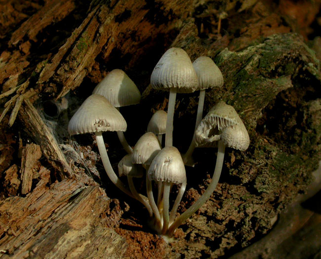 fungus_10-1203_0107