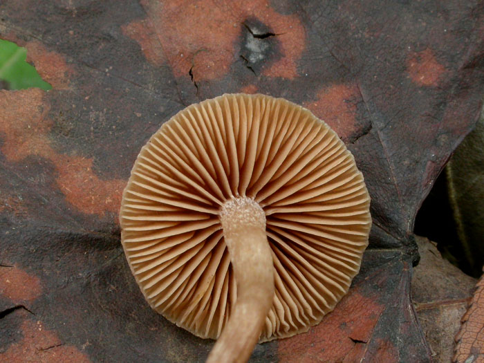 fungus_11-103_6568