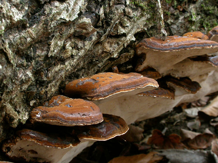 fungus_11-803_7234