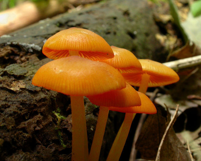 fungus_5-1603_2283