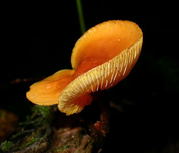 fungus_5-2003_2518