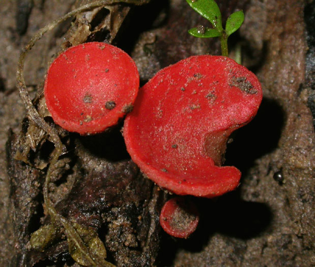 fungus_5-2003_2538