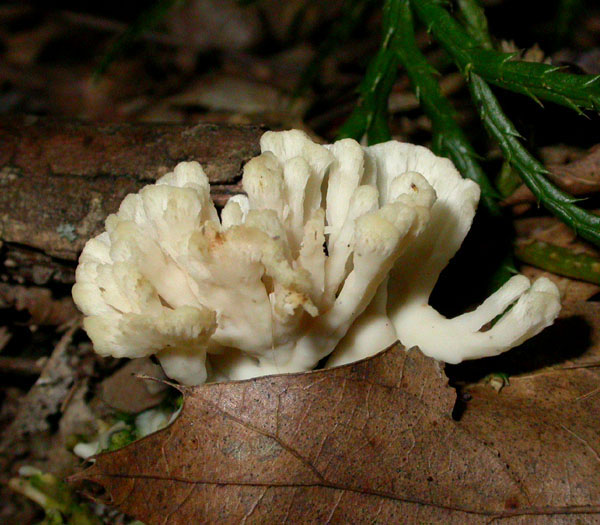 fungus_6-2003_4188