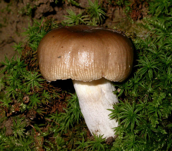 fungus_7-1903_5387