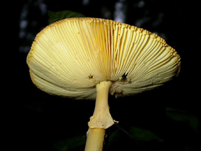 fungus_7-2903_6023