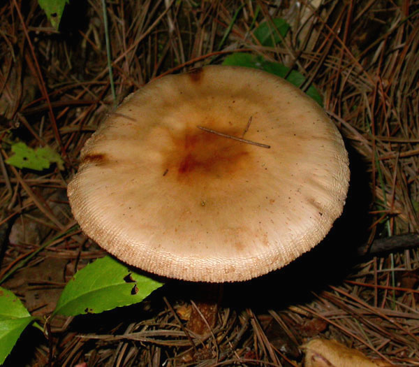 fungus_7-2903_6076