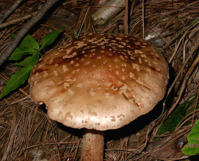 fungus_7-2903_6077