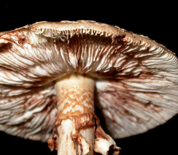 fungus_7-2903_6080