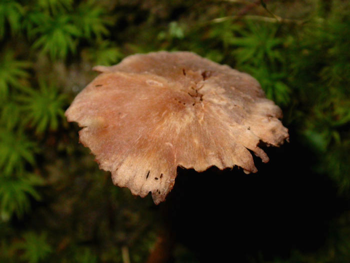 fungus_7-2903_6092