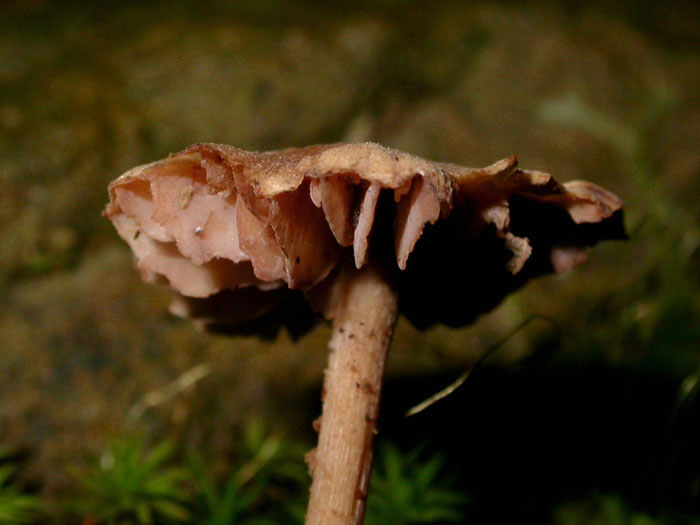 fungus_7-2903_6095