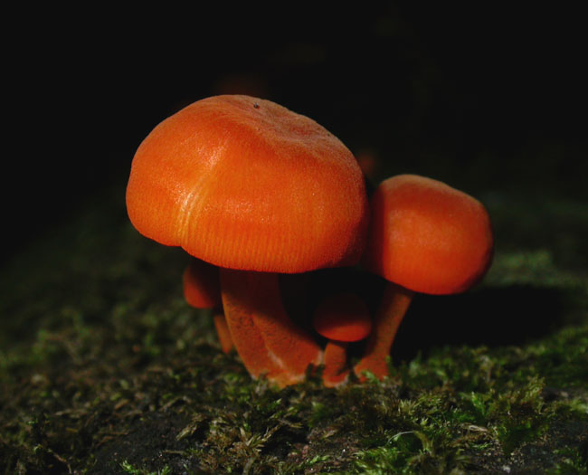 fungus_9-703_8948