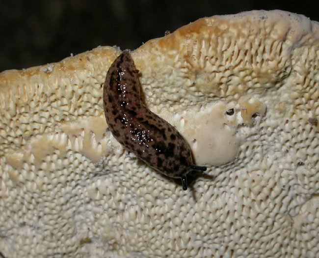 polypore_9-2203_9831