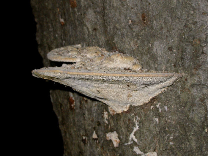 polypore_9-2203_9840