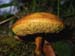 Boletus_7-2903_6028