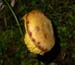 Boletus_7-2903_6089