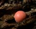 Lycogala_ep_10-1903_0506