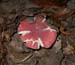 Russula_10-1203_0048