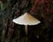 fungus_11-203_6721