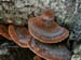 fungus_11-803_7245