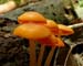 fungus_5-1603_2283