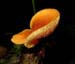 fungus_5-2003_2518