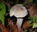 fungus_7-2403_5625