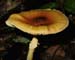 fungus_7-2903_6024