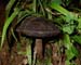 fungus_7-2903_6070