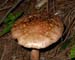 fungus_7-2903_6077