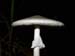 fungus_7-2903_6098