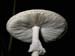 fungus_7-2903_6101