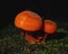 fungus_9-703_8948