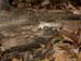 log_10-1903_0510