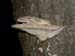 polypore_9-2203_9840