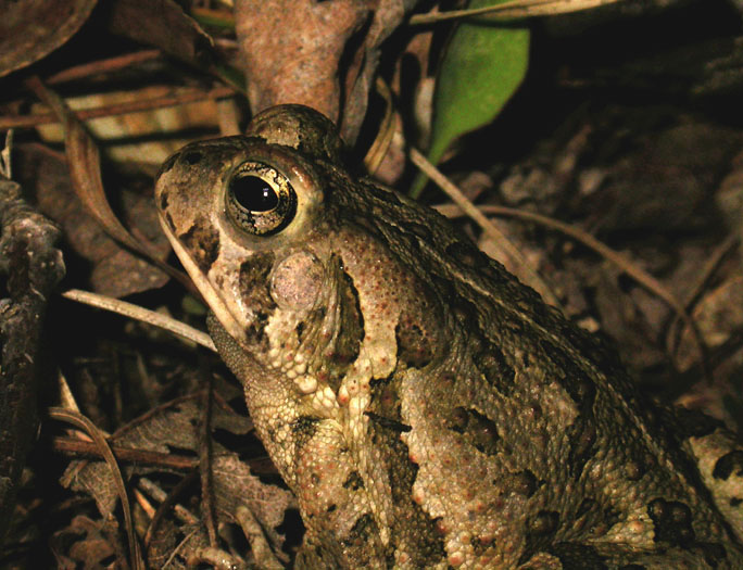 Bufo_woodh_4-3003_1683