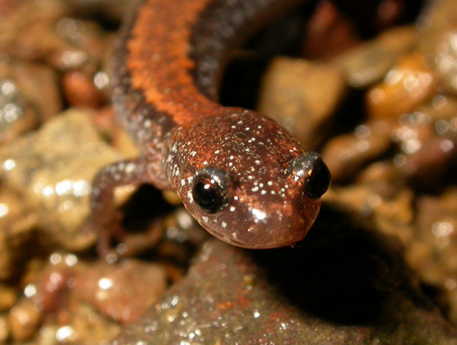 Plethodon_cin_4-3003_1668