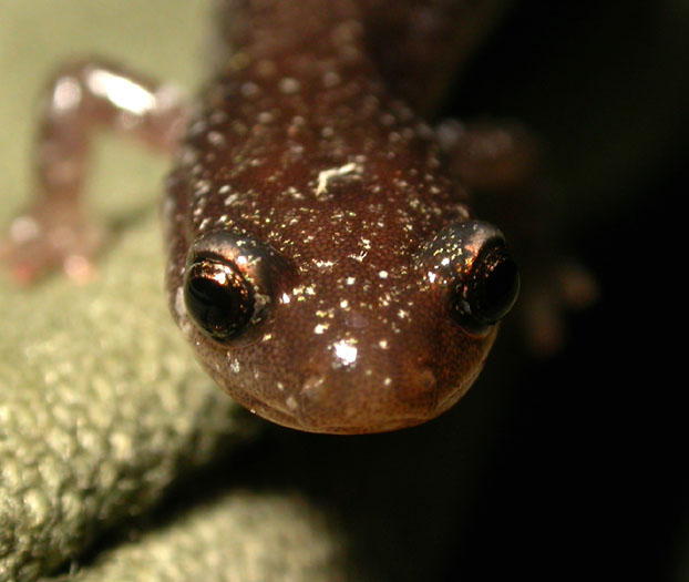 Plethodon_cin_5-503_1852