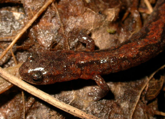 Plethodon_dor_5-503_1872