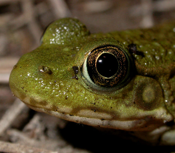 Rana_clamitans_6-2403_4431