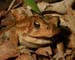 Bufo_amer_4-3003_1678