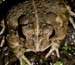 Bufo_woodh_f_6-1803_4101