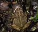 Bufo_woodh_f_6-1803_4103