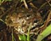 Hyla_chrys_4-3003_1756