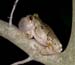 Hyla_chrys_6-2403_4424