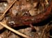 Plethodon_dor_5-503_1872