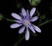 Lactuca_flor